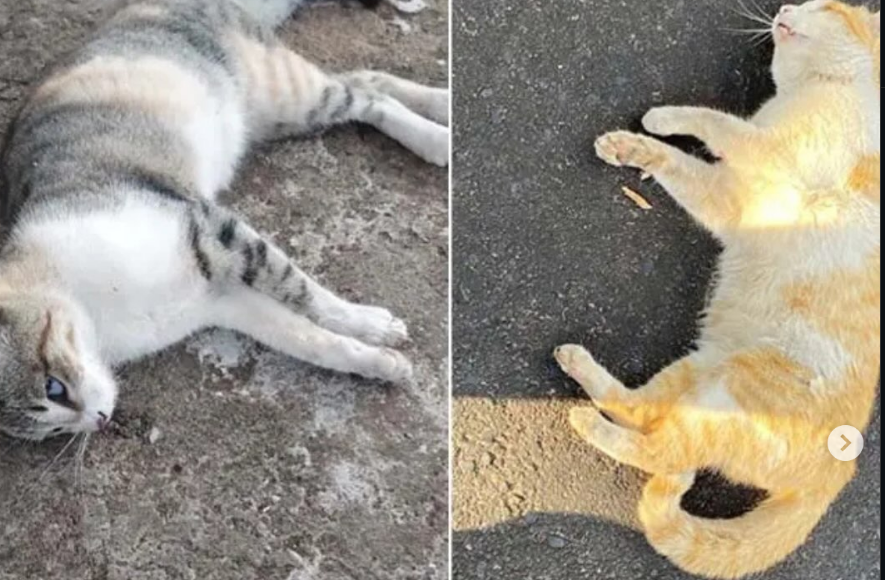 ​MORADORES DO CONJUNTO SÃO FRANCISCO DENUNCIAM MATANÇA DE ANIMAIS